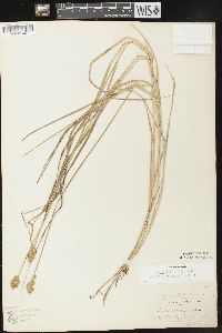 Carex crawfordii image