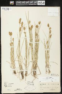 Carex crawfordii image