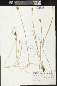 Carex crawfordii image