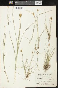 Carex crawfordii image