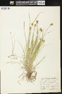 Carex crawfordii image