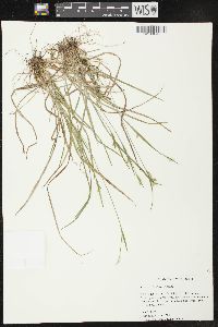 Carex crebriflora image