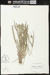 Carex crebriflora image