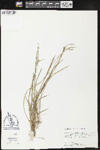 Carex crebriflora image