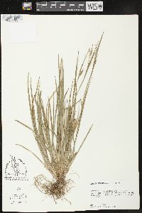 Carex crebriflora image