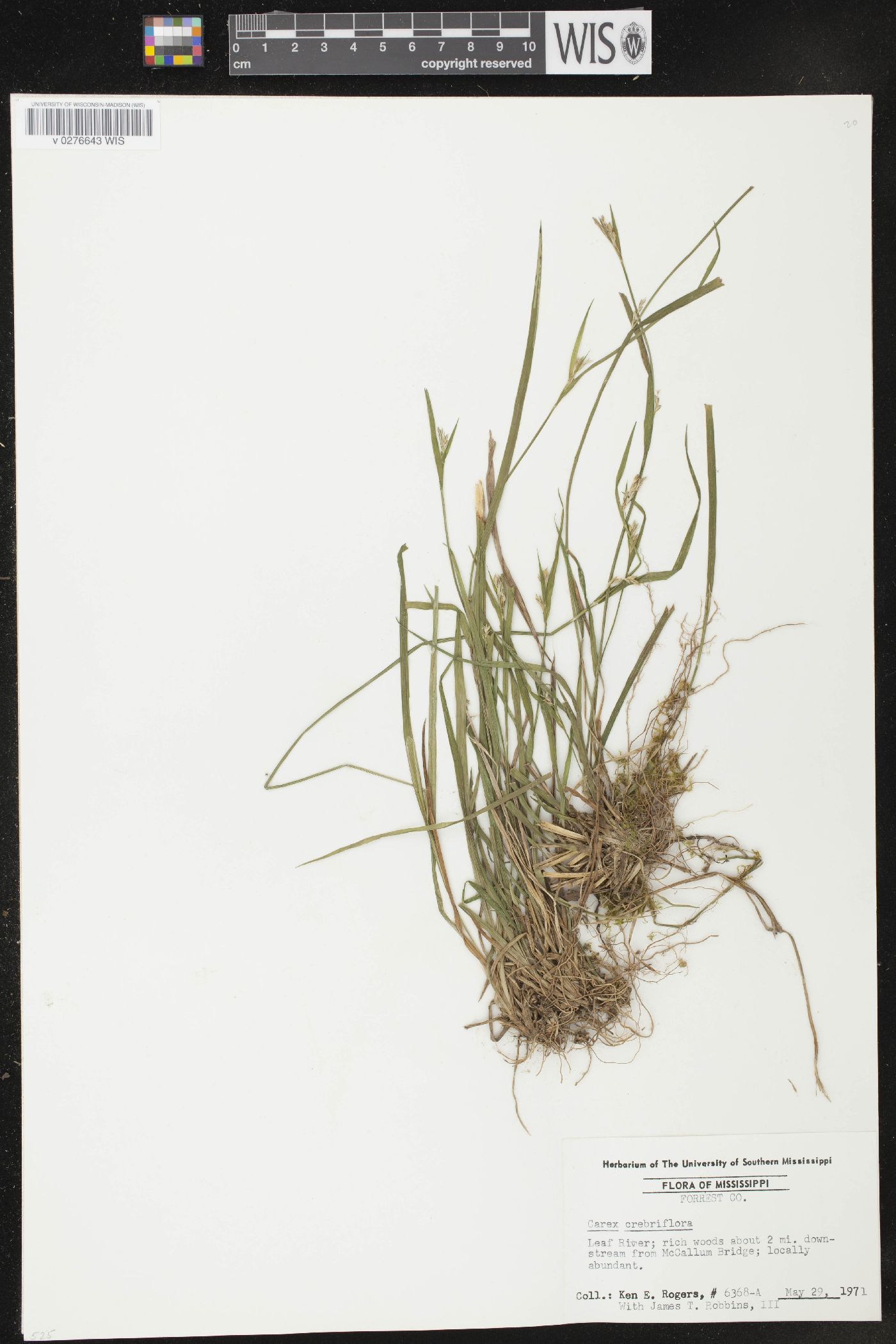 Carex crebriflora image