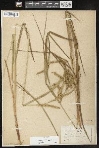 Carex crinita var. crinita image