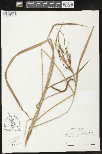Carex crinita var. crinita image