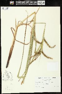 Carex crinita var. brevicrinis image