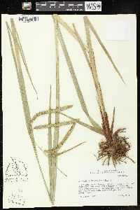 Carex crinita var. brevicrinis image