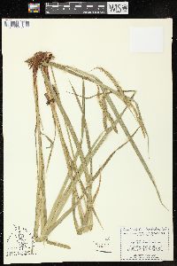 Carex crinita var. brevicrinis image