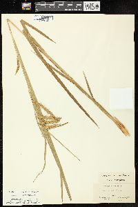 Carex crinita var. brevicrinis image