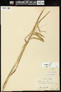 Carex gynandra image