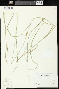 Carex cristatella image