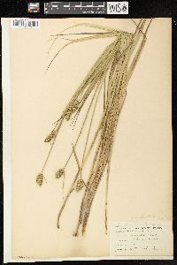 Carex cristatella image