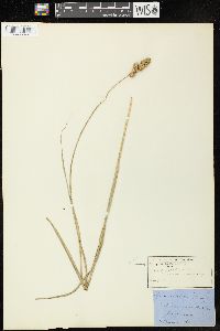 Carex cristatella image