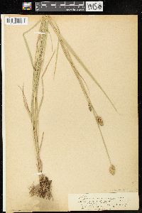 Carex cristatella image