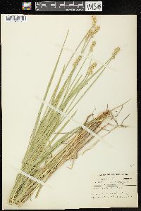 Carex cristatella image