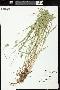 Carex cristatella image