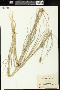 Carex cristatella image