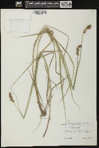 Carex cristatella image