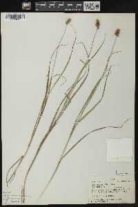 Carex cristatella image