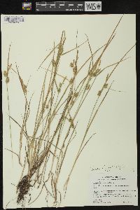 Carex cryptolepis image