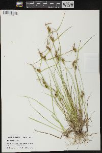 Carex cryptolepis image