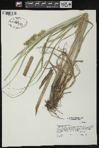 Carex crus-corvi image