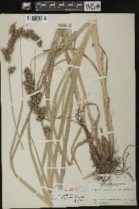 Carex crus-corvi image