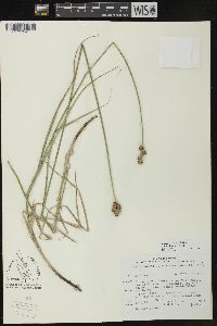 Carex cumulata image