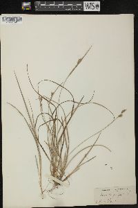 Carex dasycarpa image