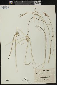 Carex davisii image
