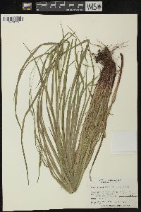 Carex debilis var. rudgei image