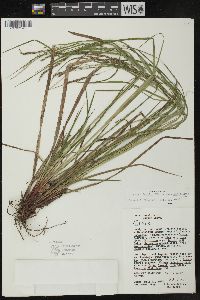 Carex debilis var. intercursa image