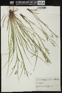 Carex debilis var. rudgei image