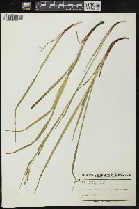 Carex debilis var. rudgei image