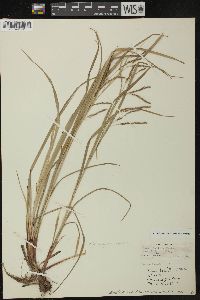 Carex debilis var. rudgei image