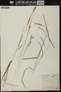 Carex debilis var. rudgei image