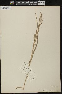 Carex debilis var. rudgei image