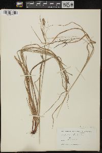 Carex debilis var. rudgei image