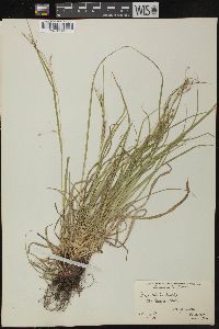 Carex debilis var. rudgei image