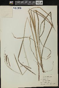 Carex debilis var. rudgei image