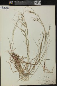 Carex debilis var. rudgei image