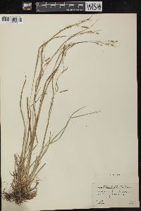 Carex debilis var. rudgei image