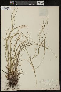 Carex debilis var. rudgei image