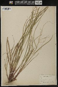 Carex debilis var. rudgei image