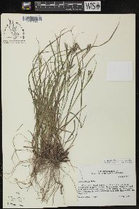 Carex debilis var. debilis image