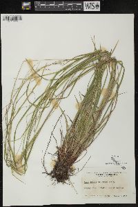 Carex debilis var. rudgei image