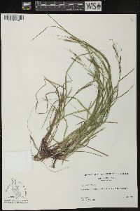 Carex debilis var. rudgei image